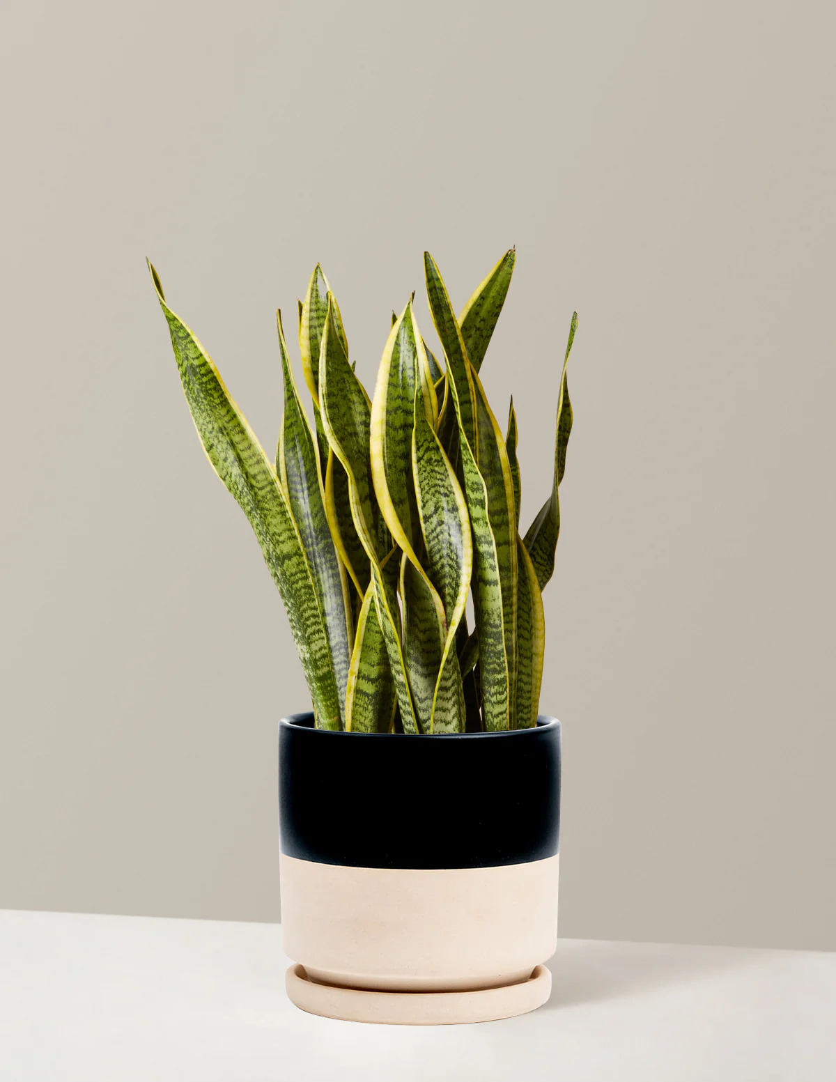 Snake Plant Laurentii - Image 25