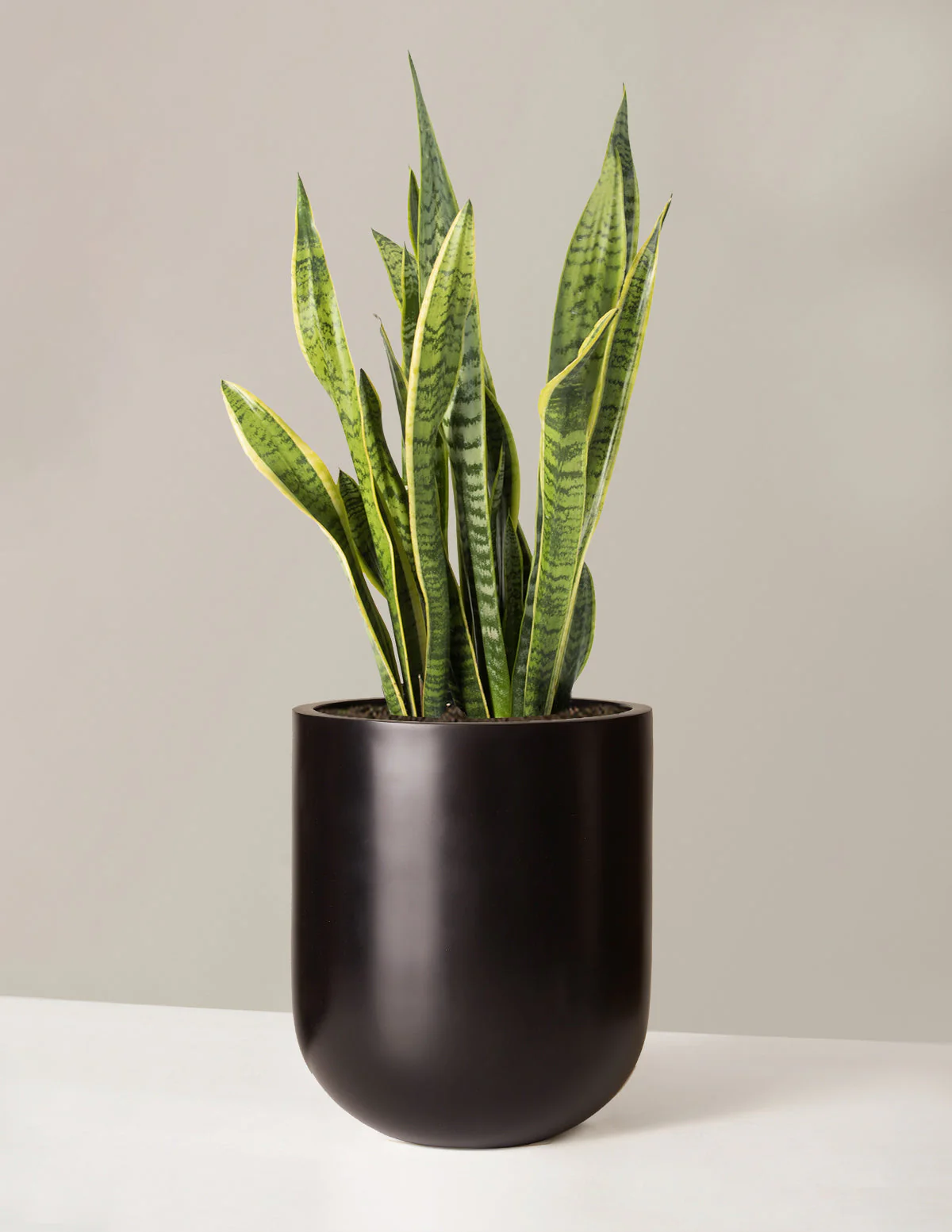Snake Plant Laurentii - Image 26