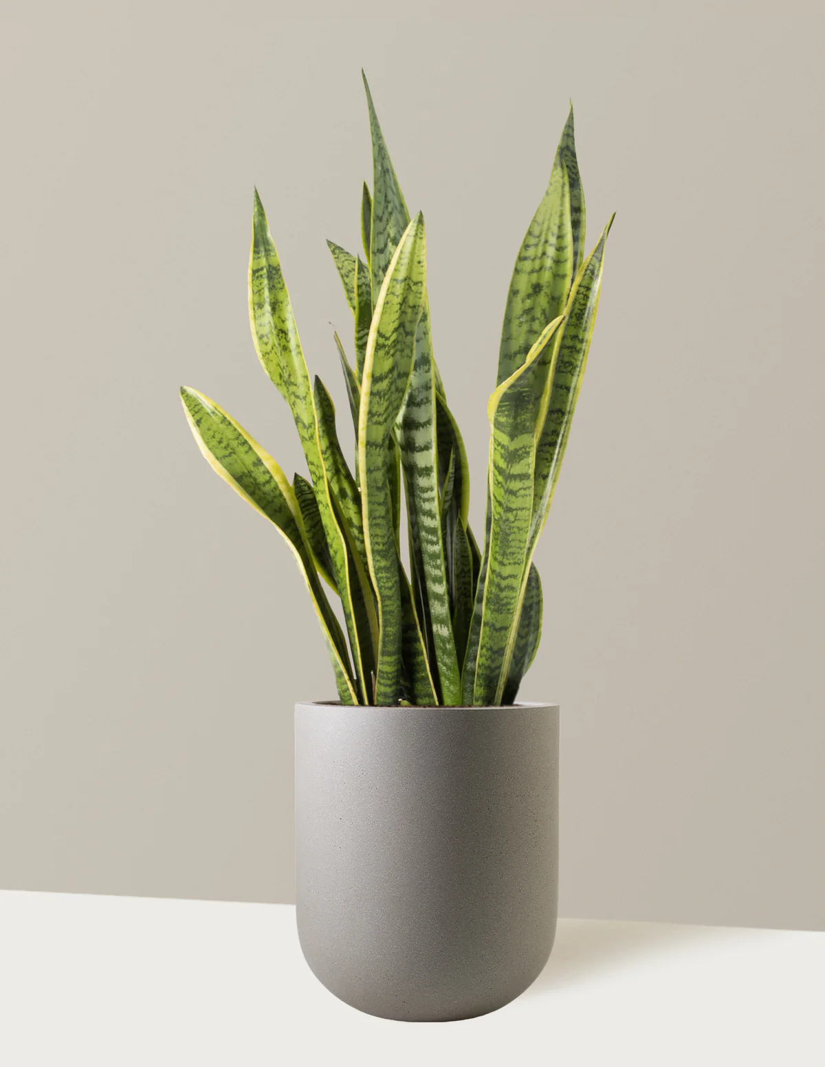 Snake Plant Laurentii - Image 27