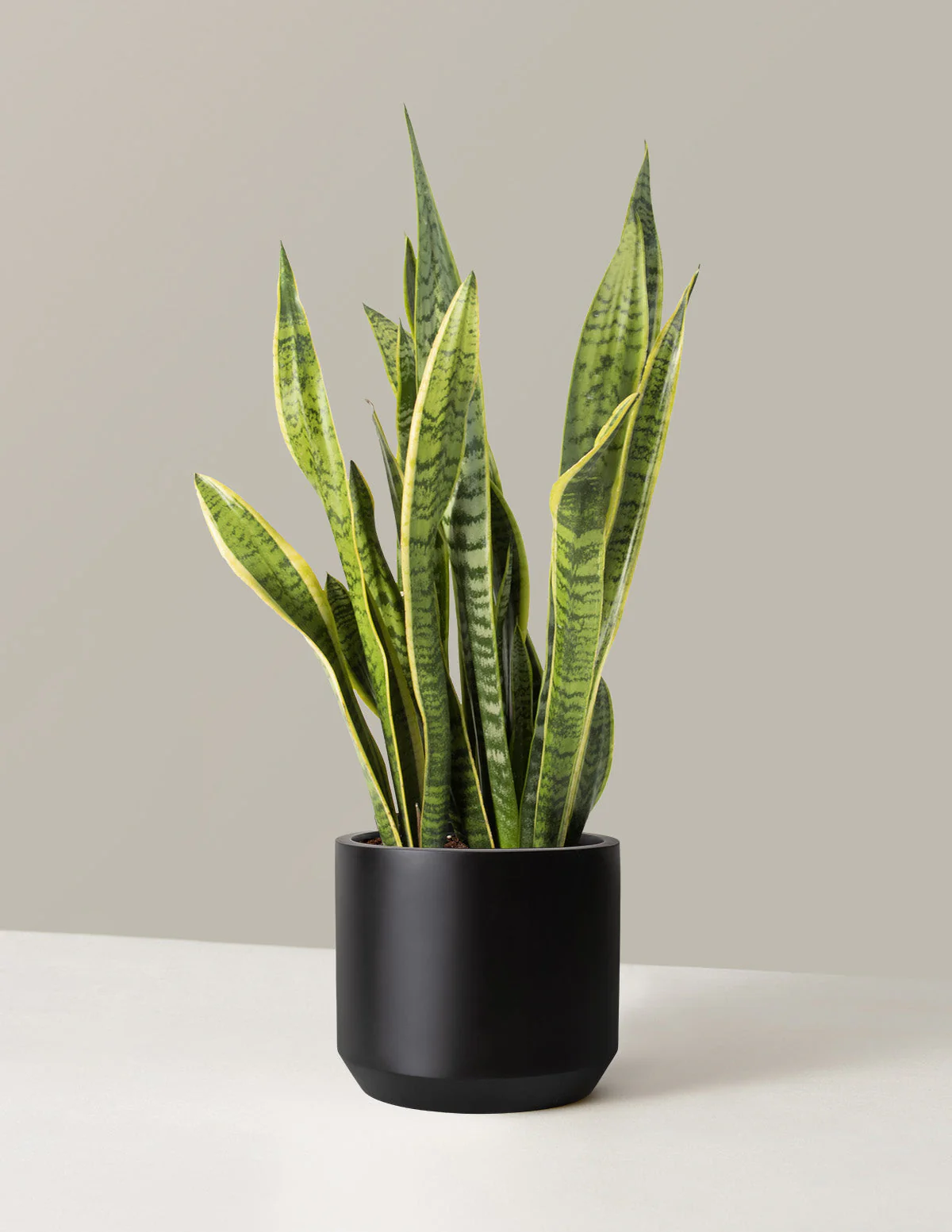 Snake Plant Laurentii - Image 28
