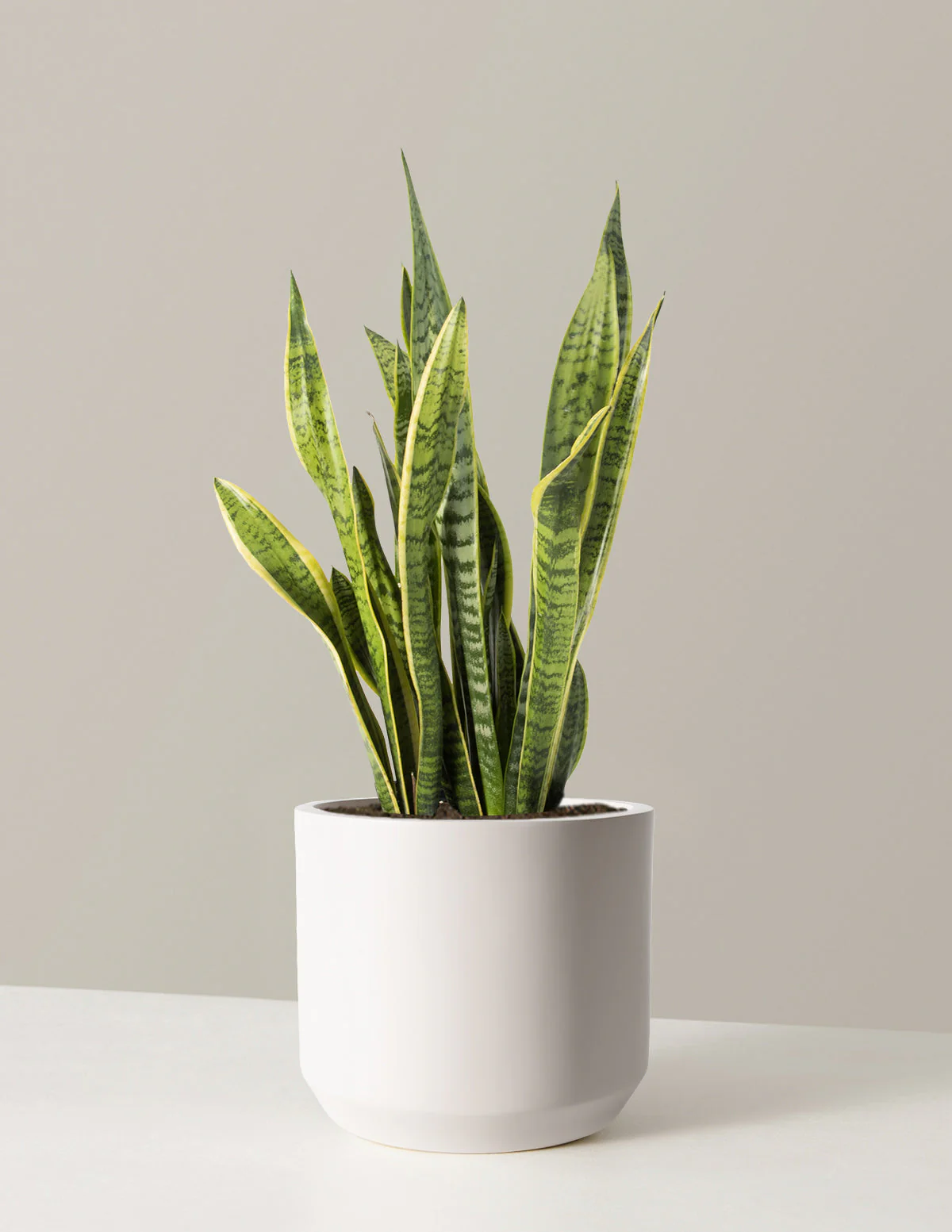 Snake Plant Laurentii - Image 29
