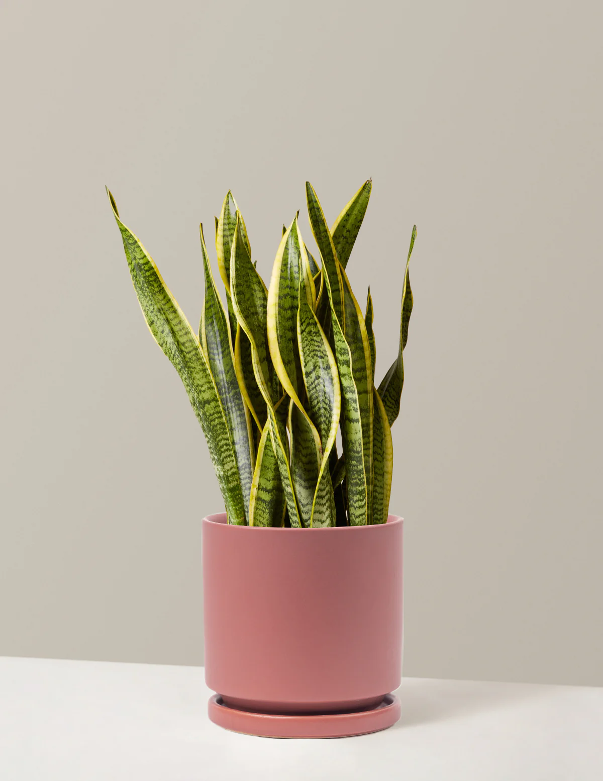 Snake Plant Laurentii - Image 3