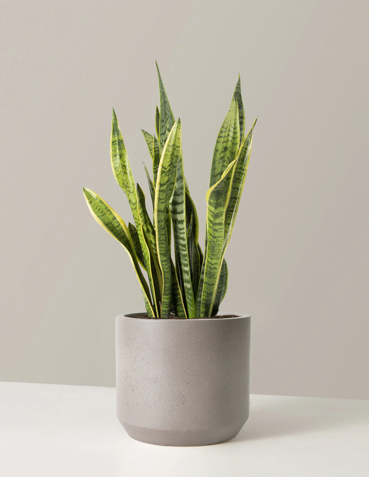Snake Plant Laurentii - Image 30