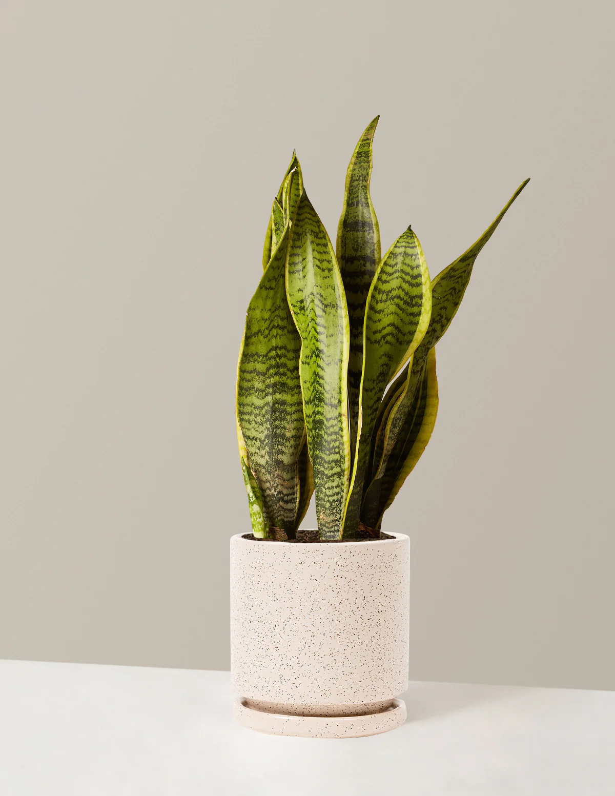 Snake Plant Laurentii - Image 31