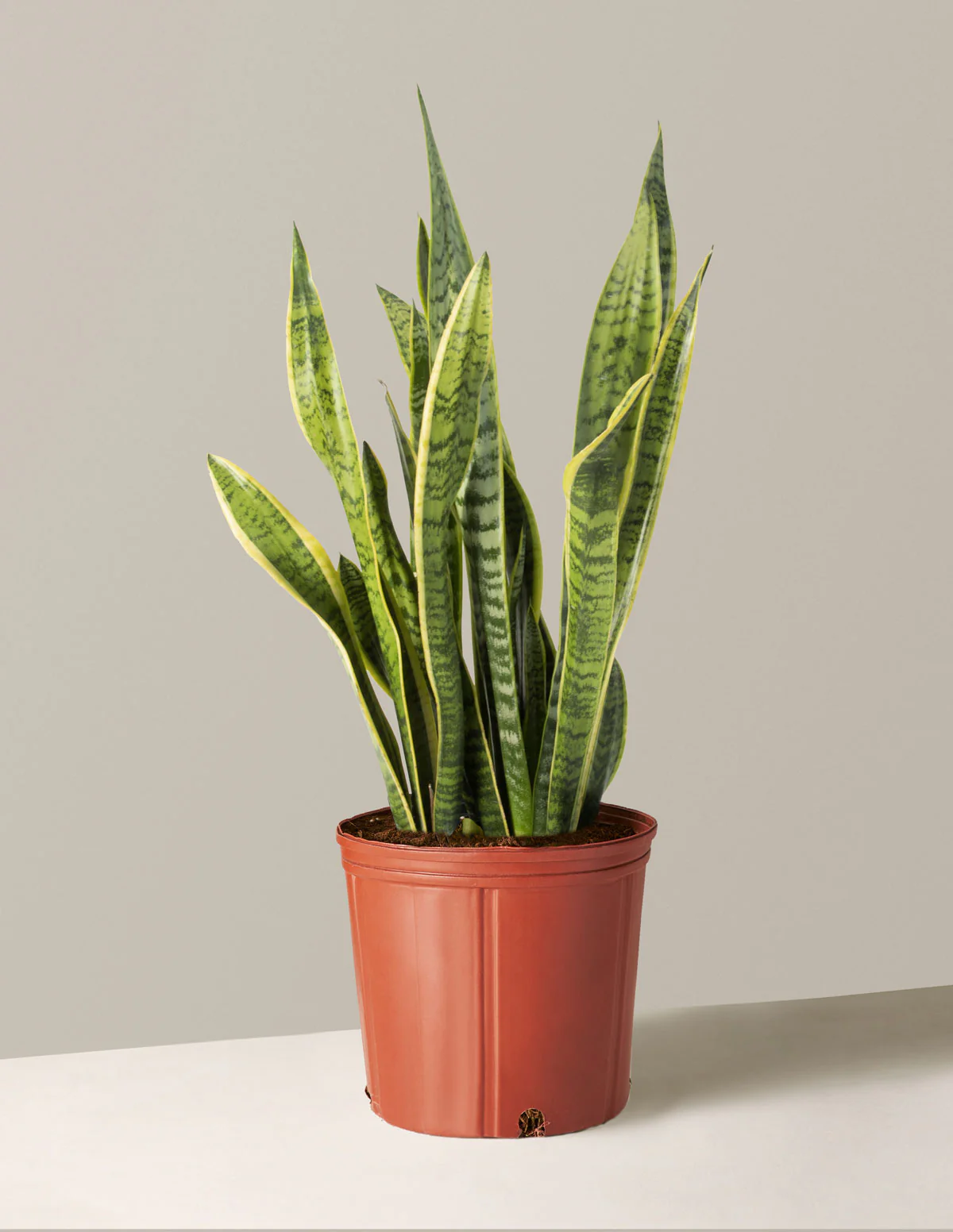 Snake Plant Laurentii - Image 32
