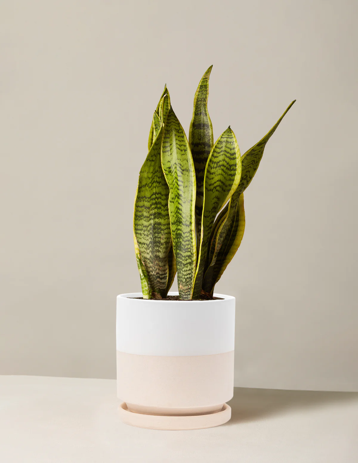 Snake Plant Laurentii - Image 33