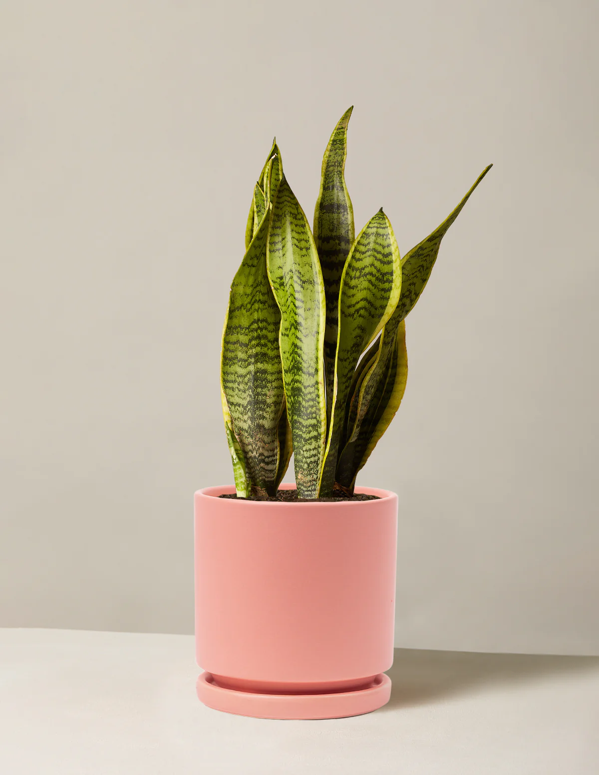Snake Plant Laurentii - Image 34