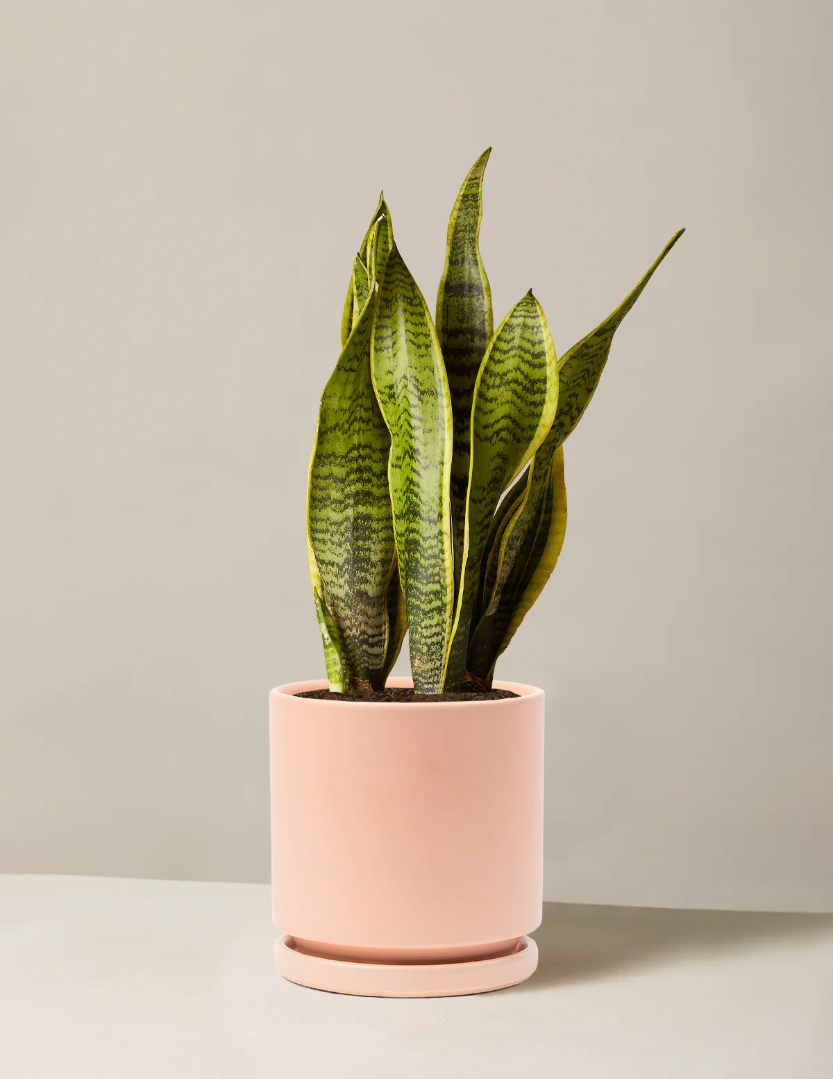 Snake Plant Laurentii - Image 35