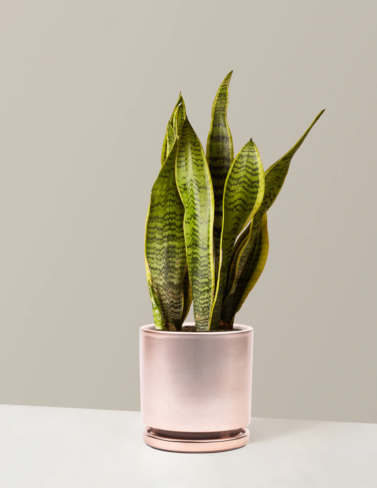 Snake Plant Laurentii - Image 36