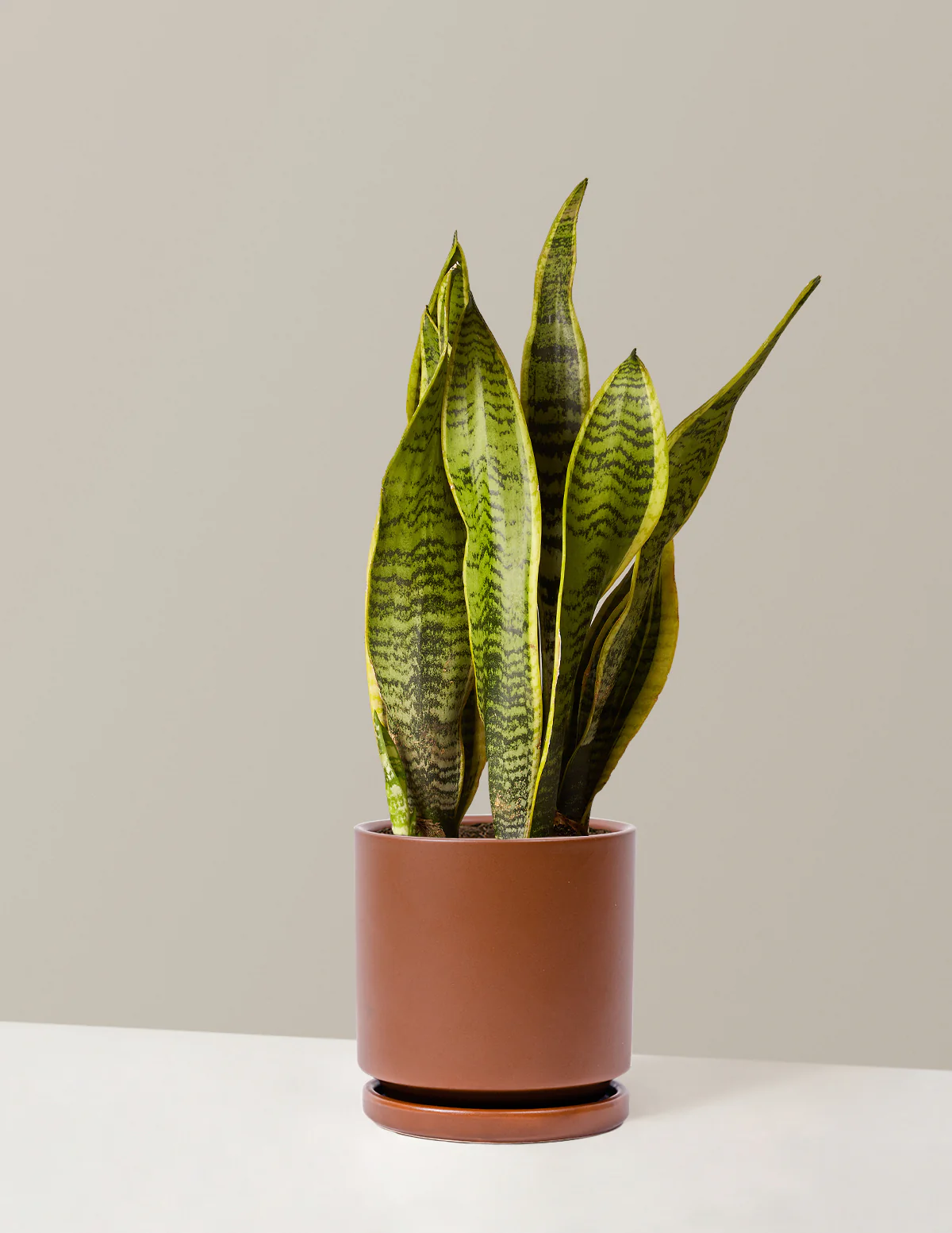 Snake Plant Laurentii - Image 37