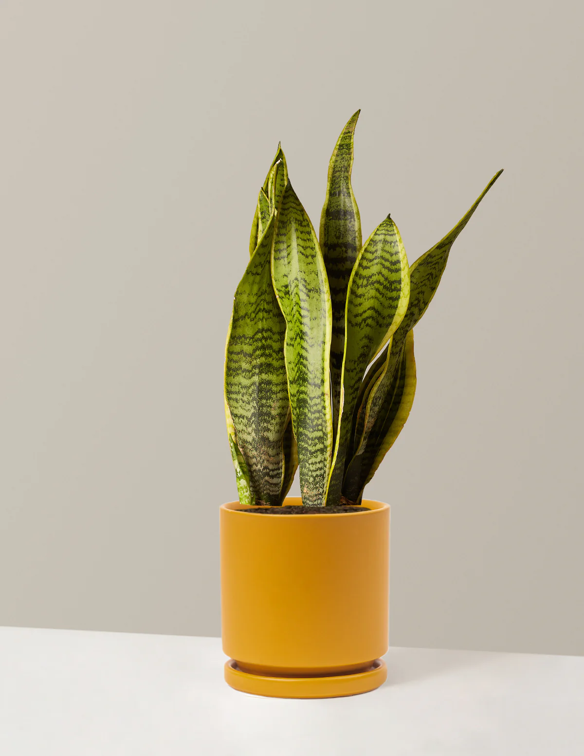Snake Plant Laurentii - Image 38