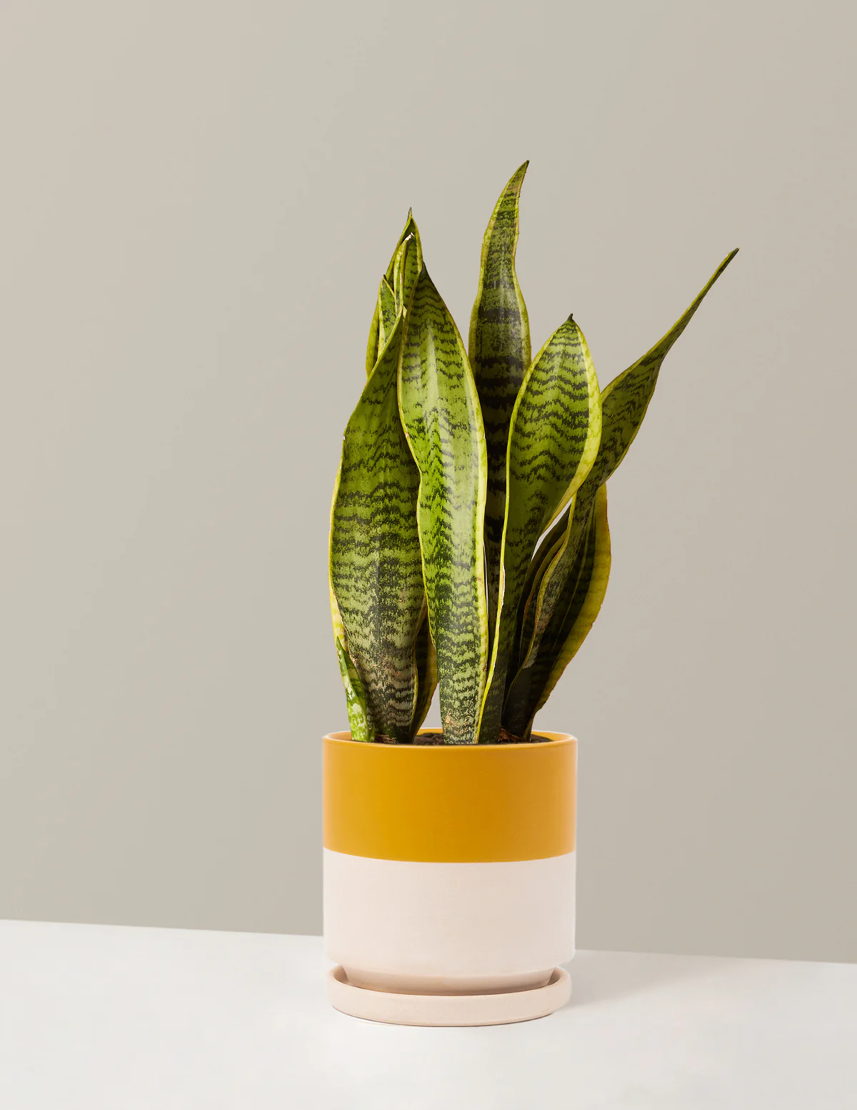 Snake Plant Laurentii - Image 39