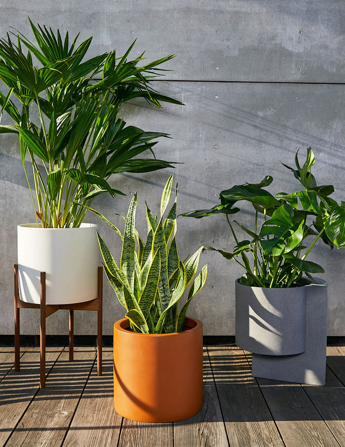 Snake Plant Laurentii - Image 4