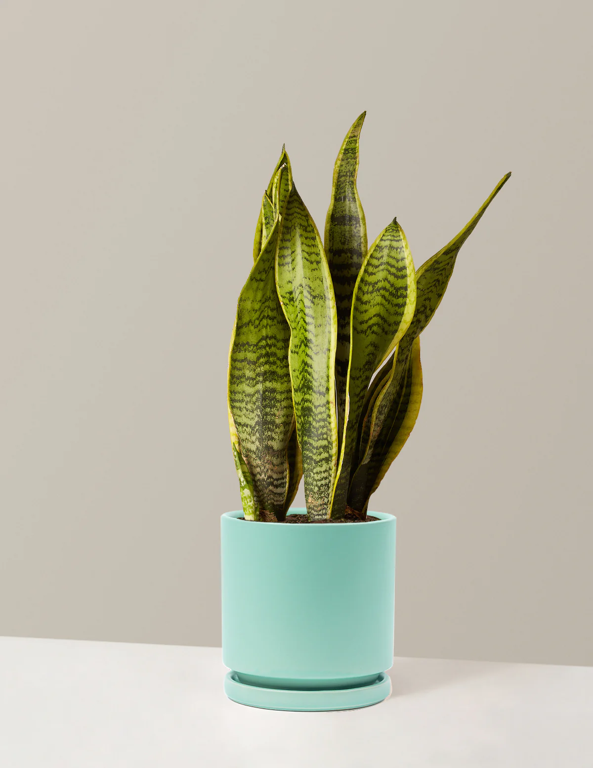 Snake Plant Laurentii - Image 40