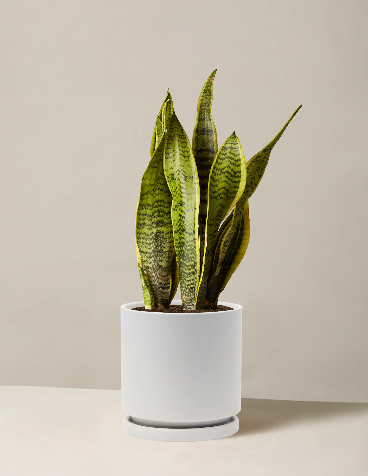 Snake Plant Laurentii - Image 41