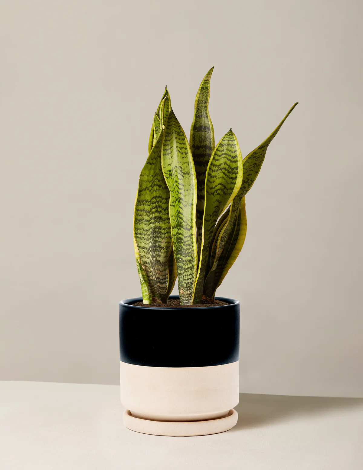 Snake Plant Laurentii - Image 42