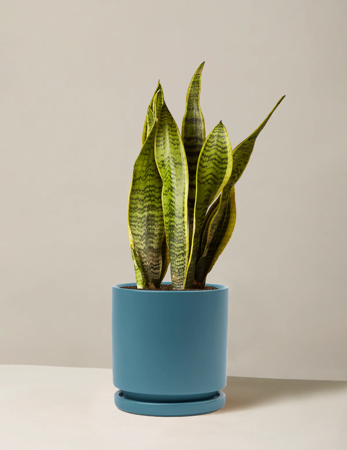 Snake Plant Laurentii - Image 43