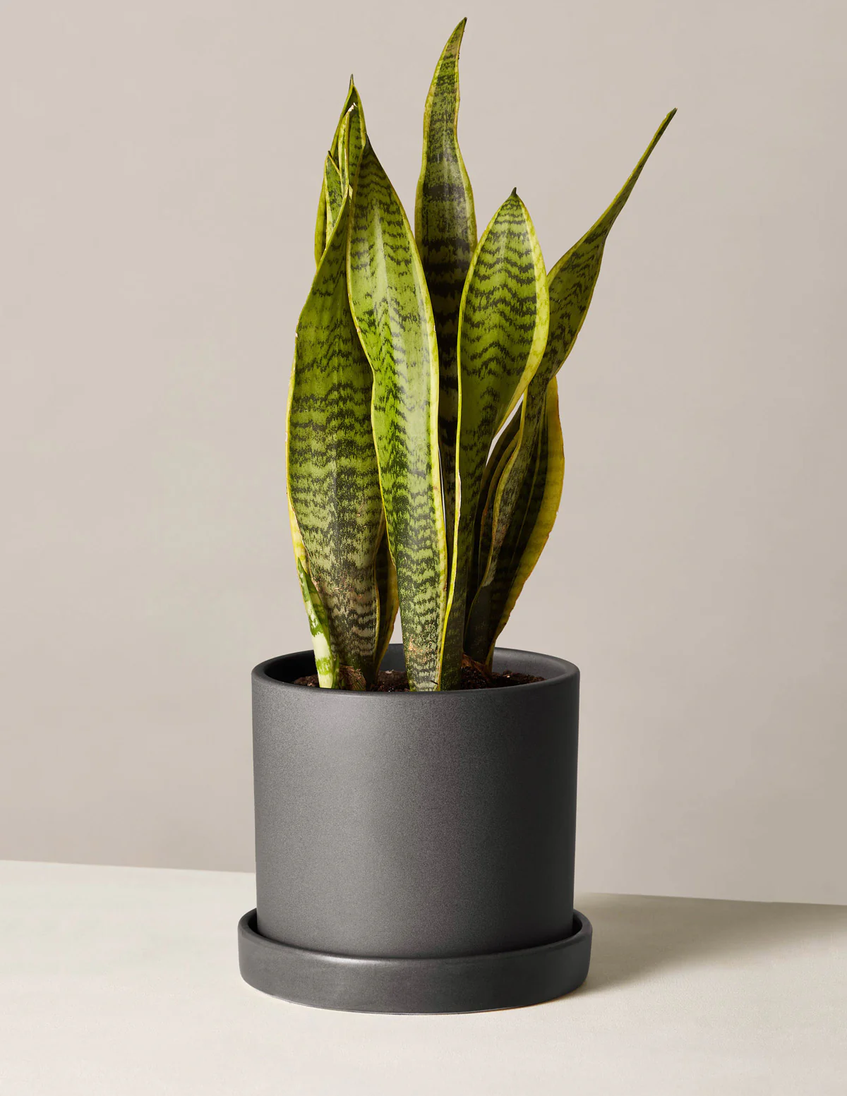 Snake Plant Laurentii - Image 44