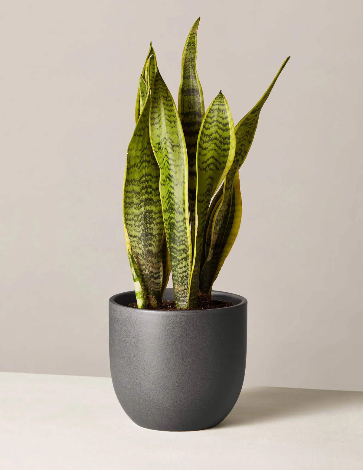 Snake Plant Laurentii - Image 45