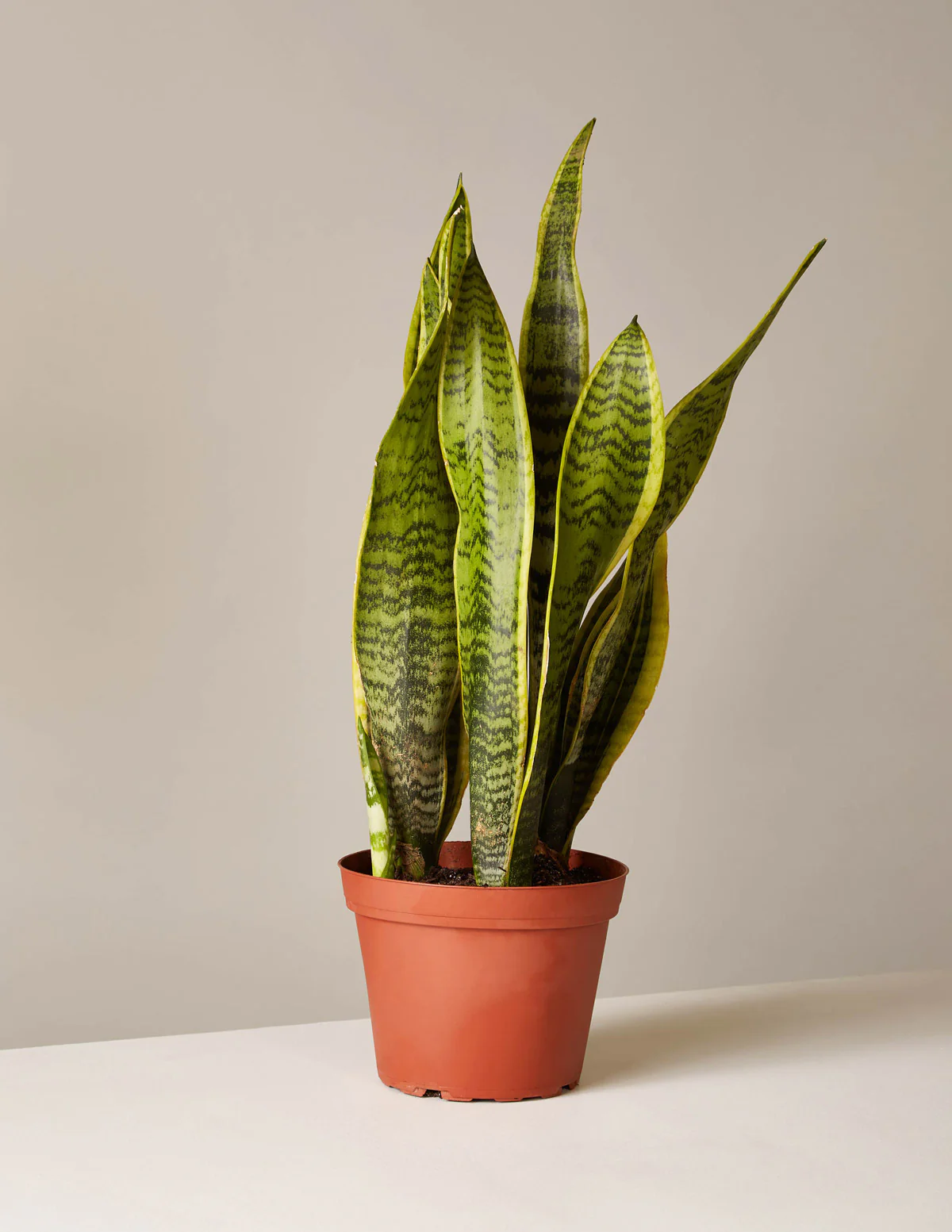 Snake Plant Laurentii - Image 46