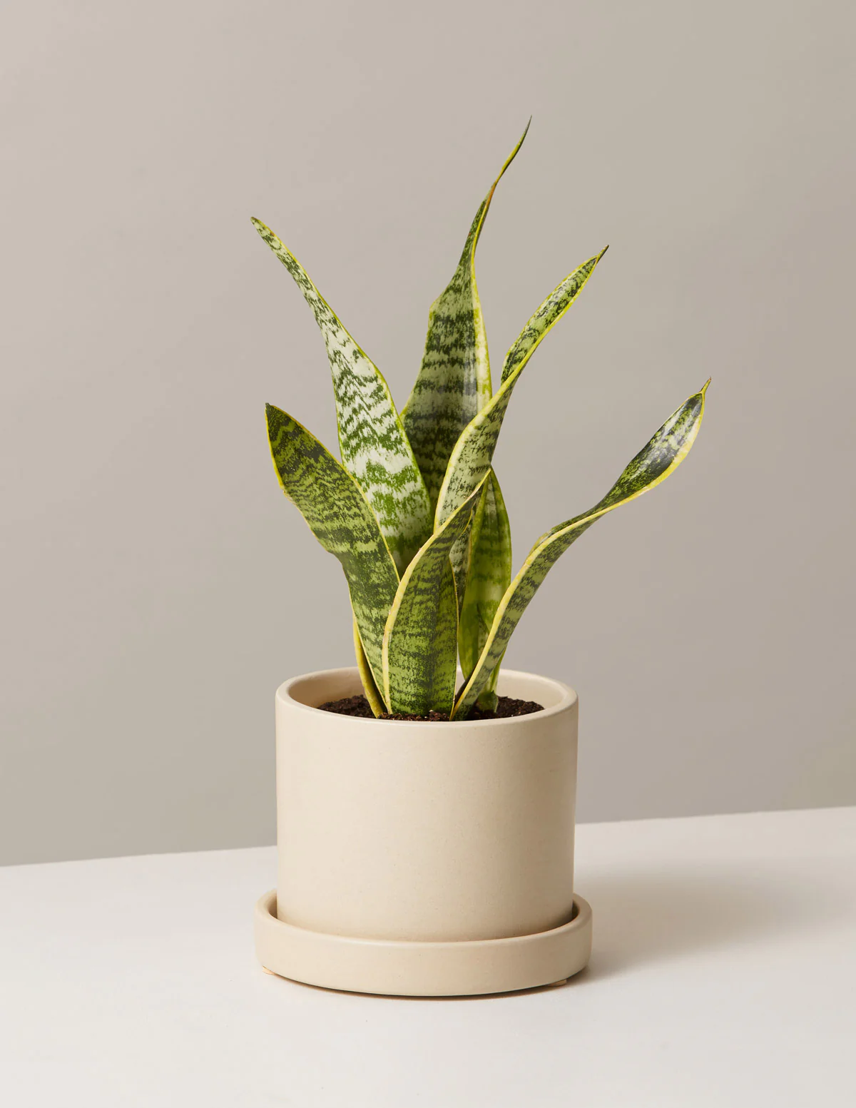 Snake Plant Laurentii - Image 47