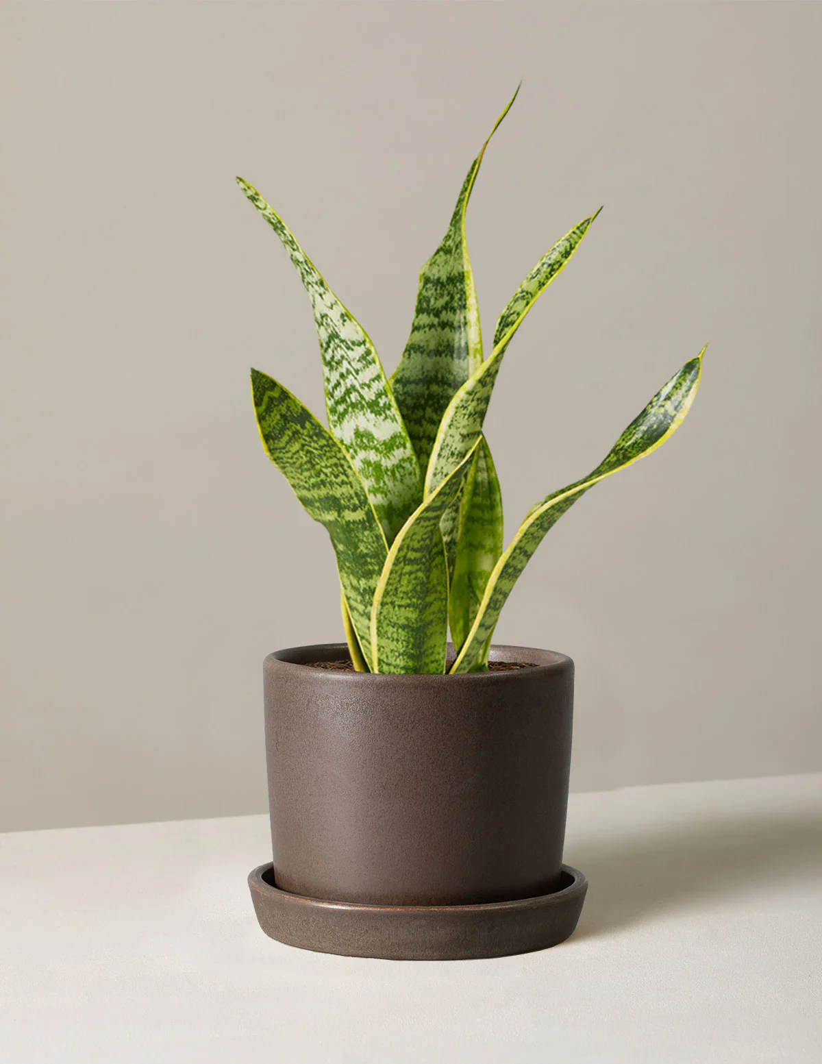 Snake Plant Laurentii - Image 48