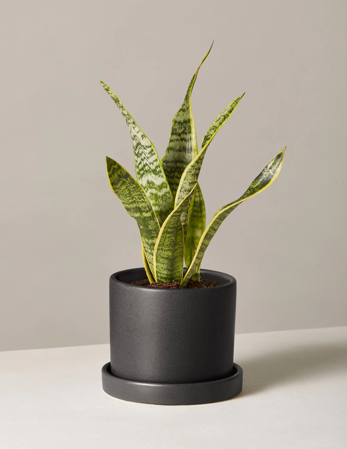 Snake Plant Laurentii - Image 49
