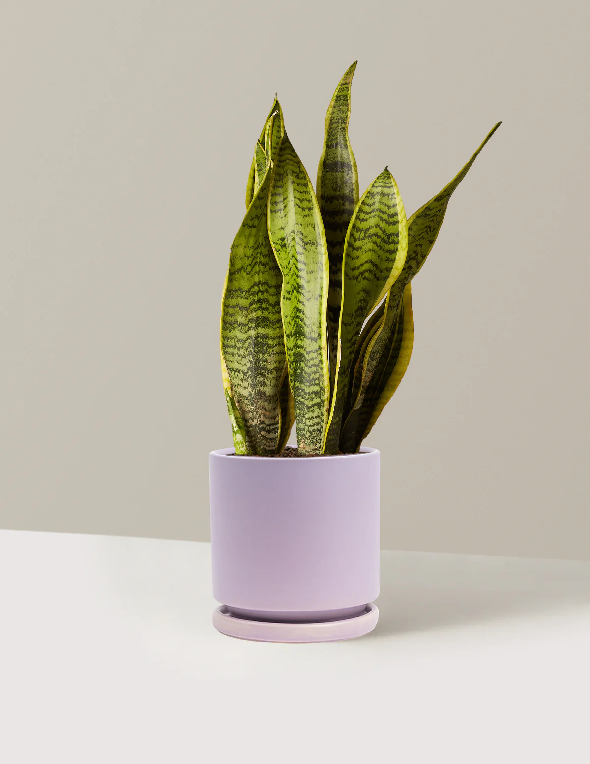 Snake Plant Laurentii - Image 5