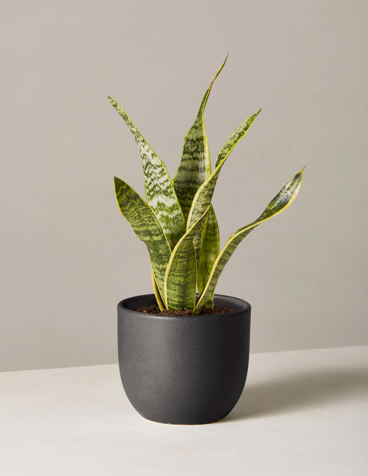 Snake Plant Laurentii - Image 50