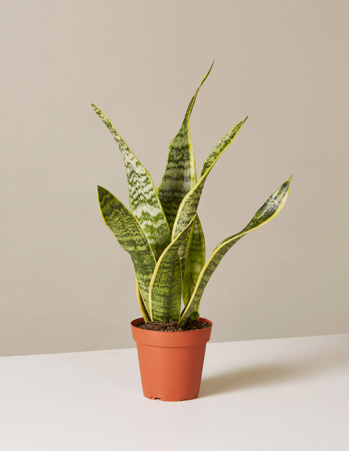 Snake Plant Laurentii - Image 51