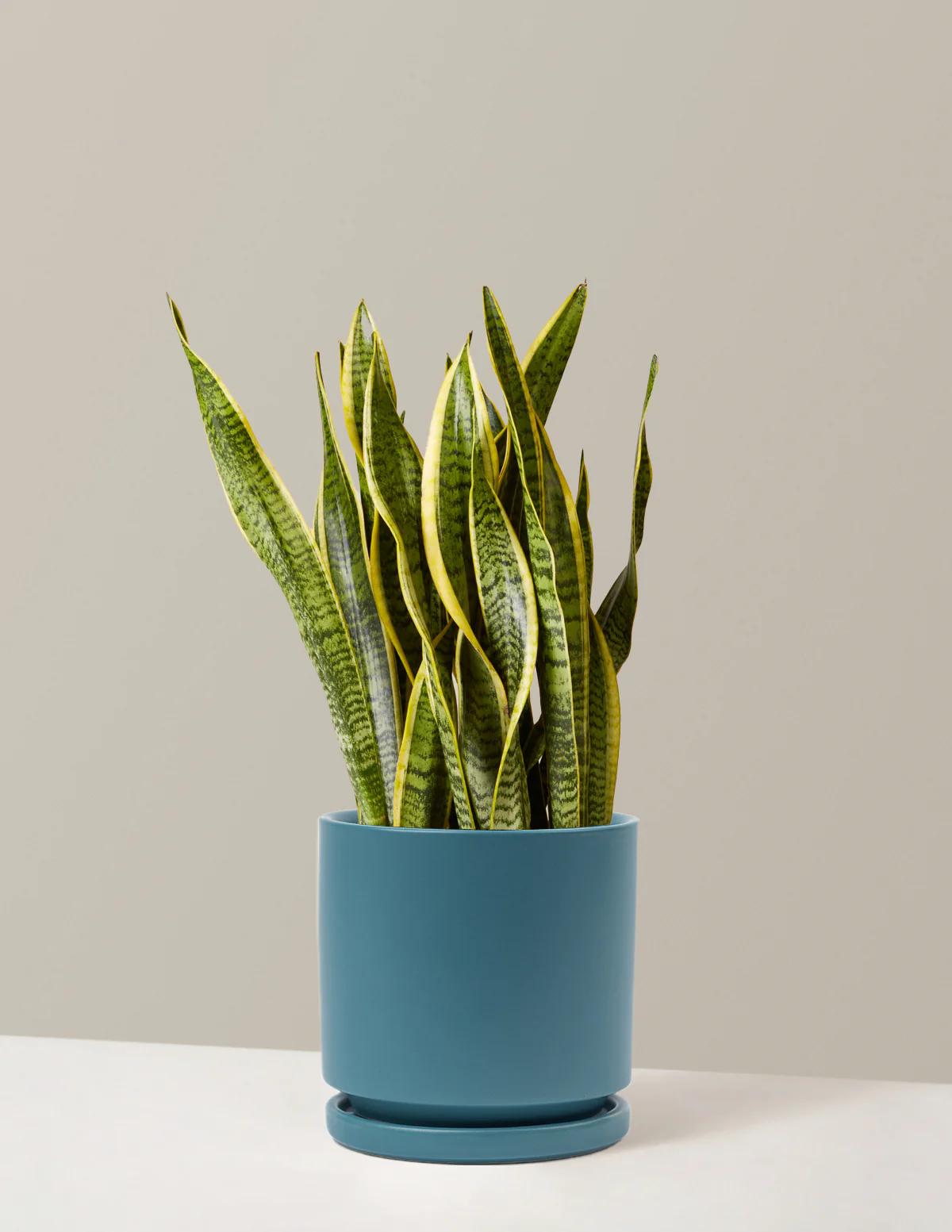 Snake Plant Laurentii - Image 52