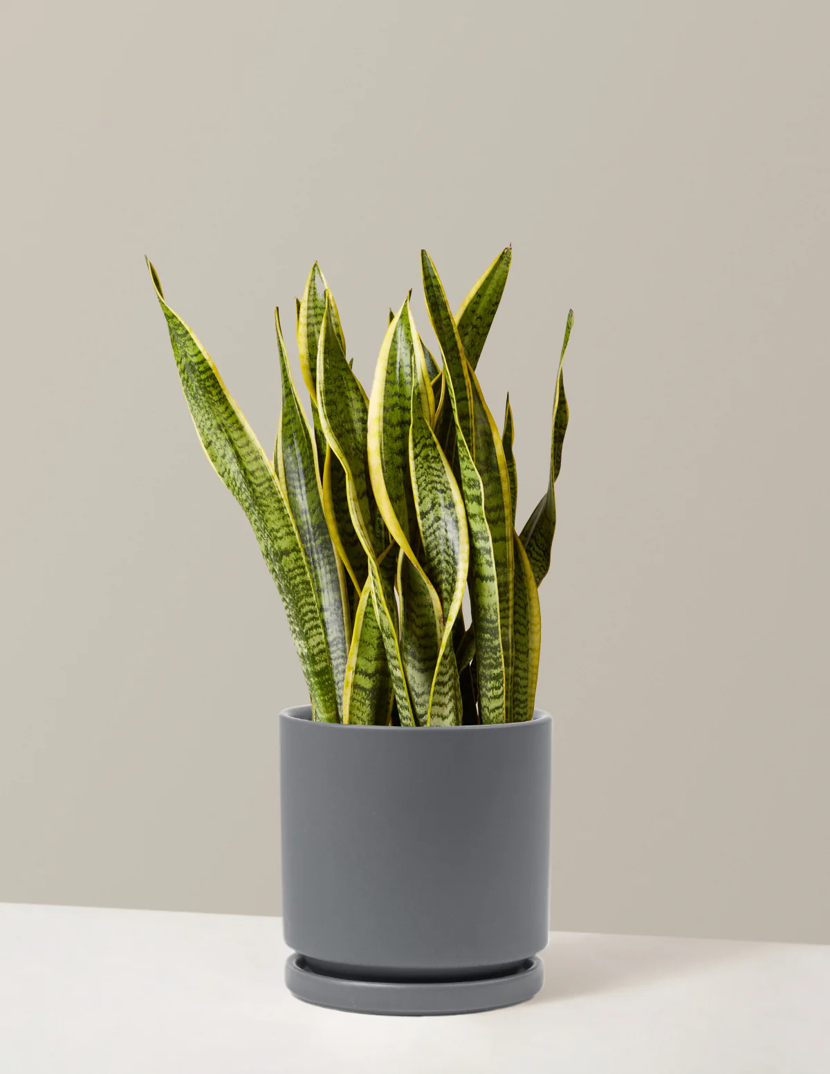 Snake Plant Laurentii - Image 53