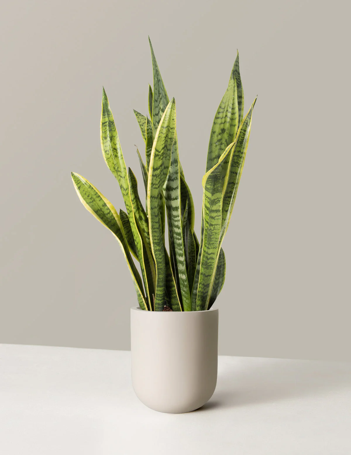 Snake Plant Laurentii - Image 54