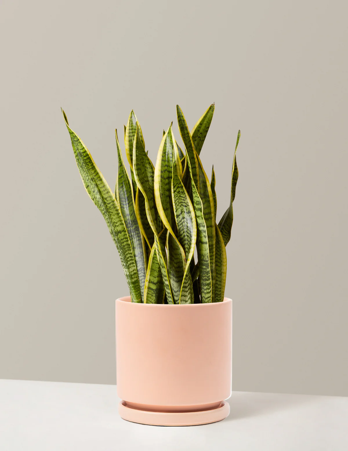 Snake Plant Laurentii - Image 55