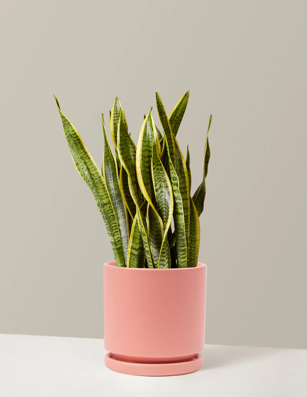 Snake Plant Laurentii - Image 56