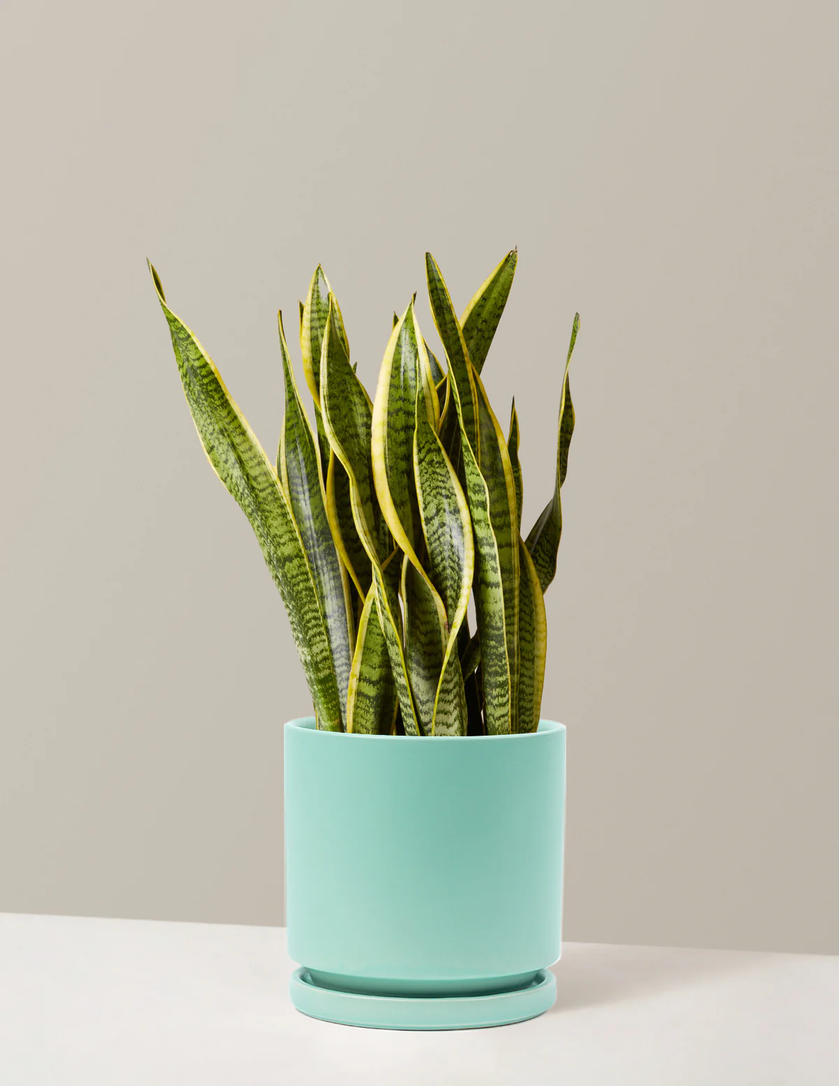Snake Plant Laurentii - Image 57