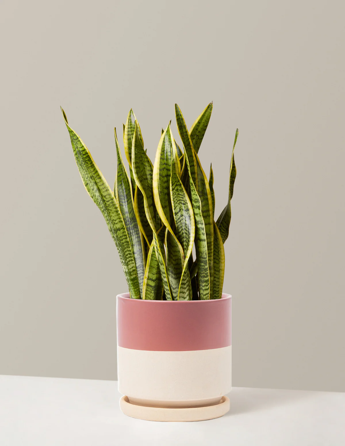 Snake Plant Laurentii - Image 58