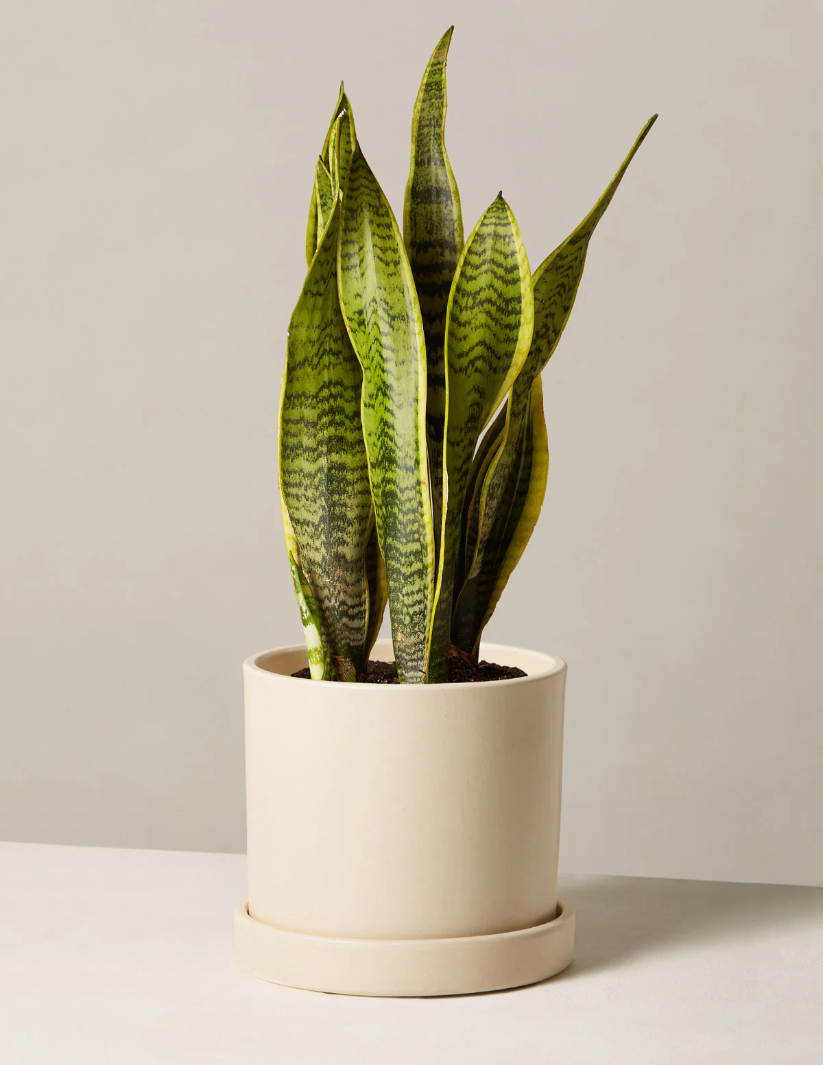 Snake Plant Laurentii - Image 59
