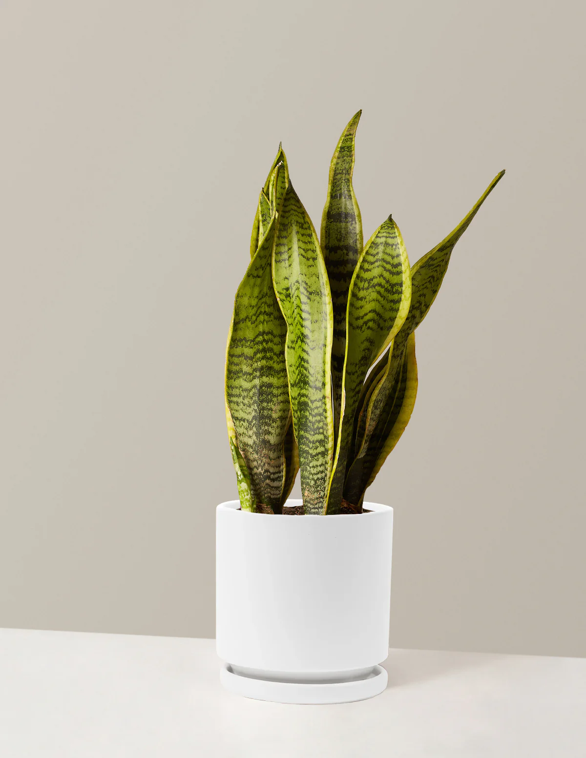 Snake Plant Laurentii - Image 60