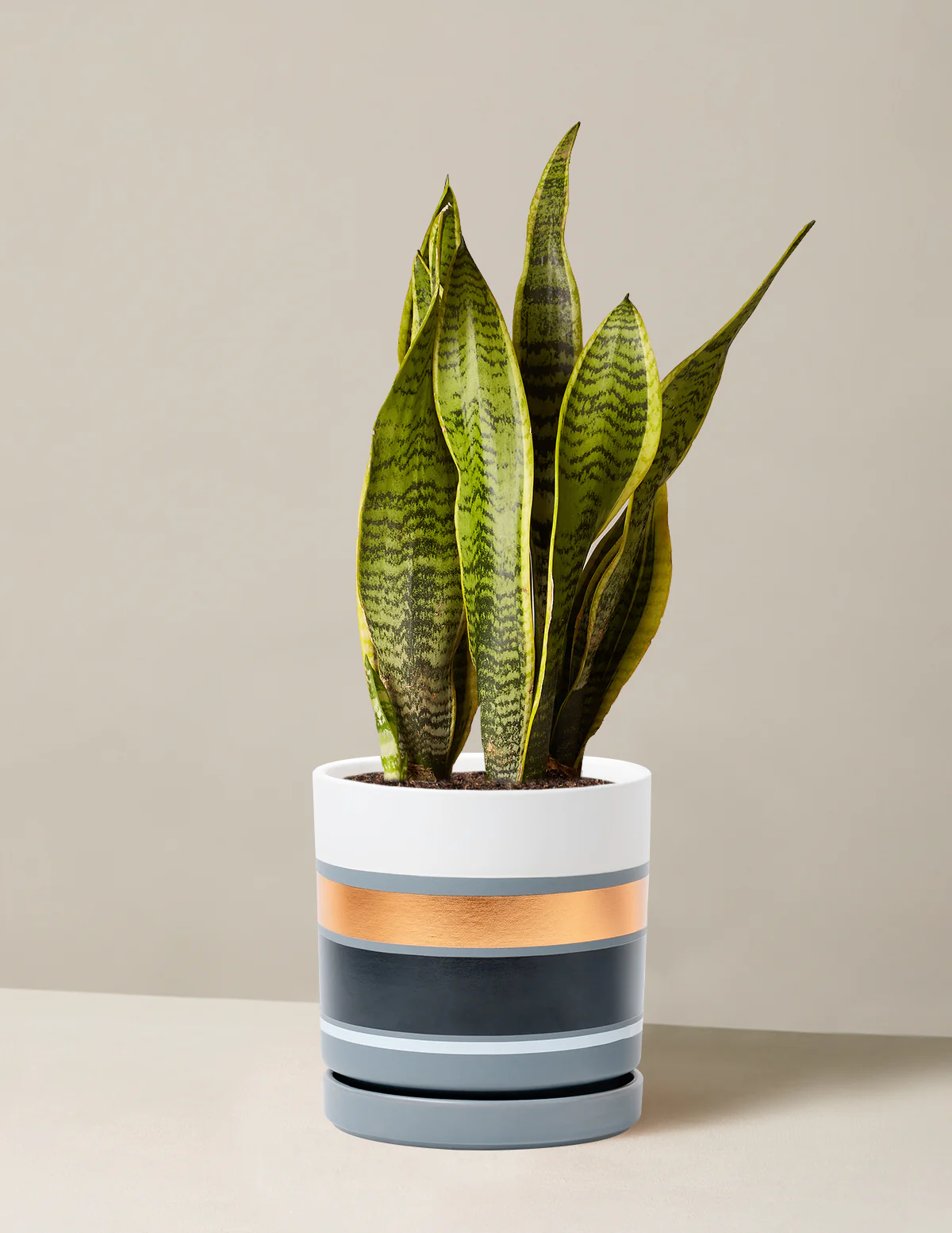 Snake Plant Laurentii - Image 61
