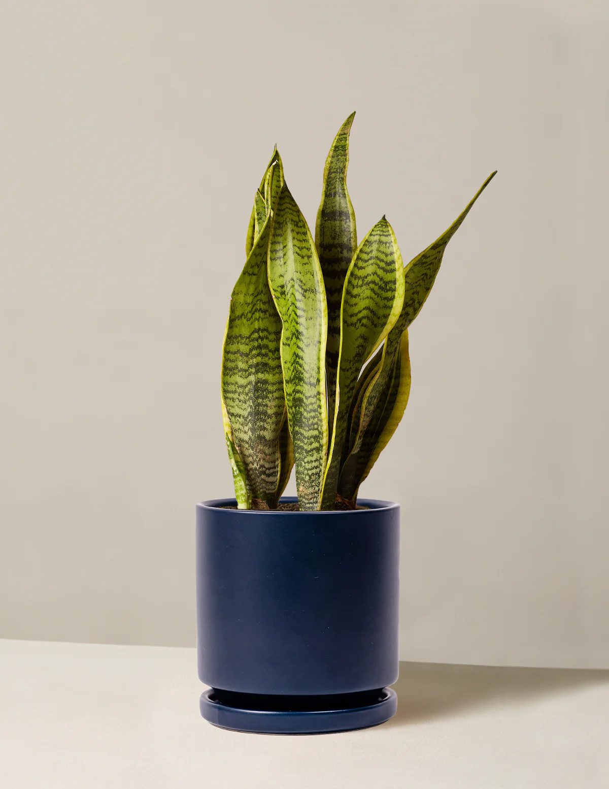 Snake Plant Laurentii - Image 62