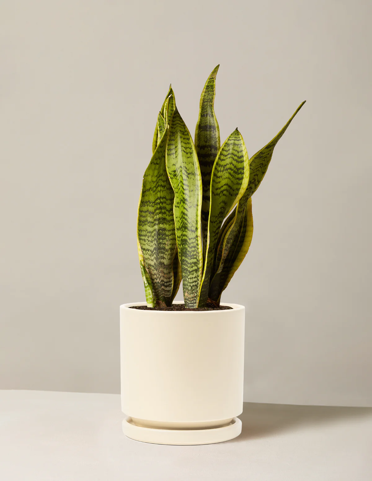 Snake Plant Laurentii - Image 63