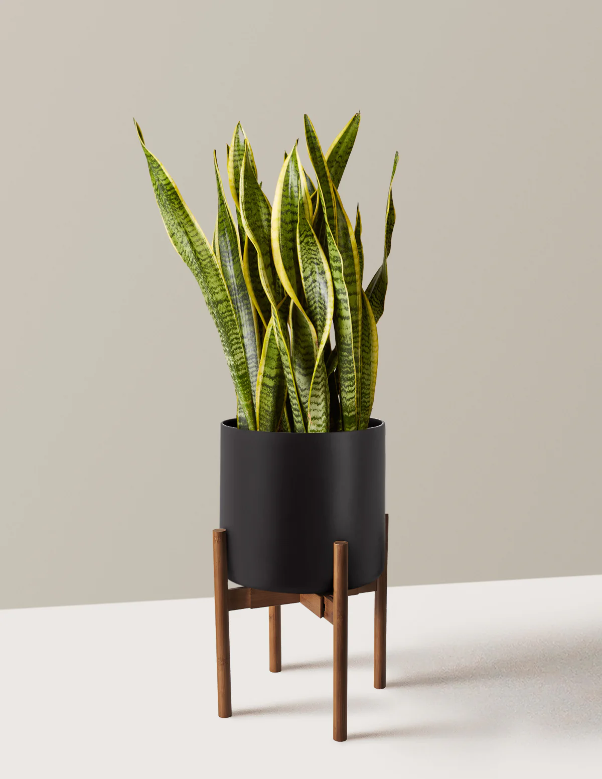 Snake Plant Laurentii - Image 64