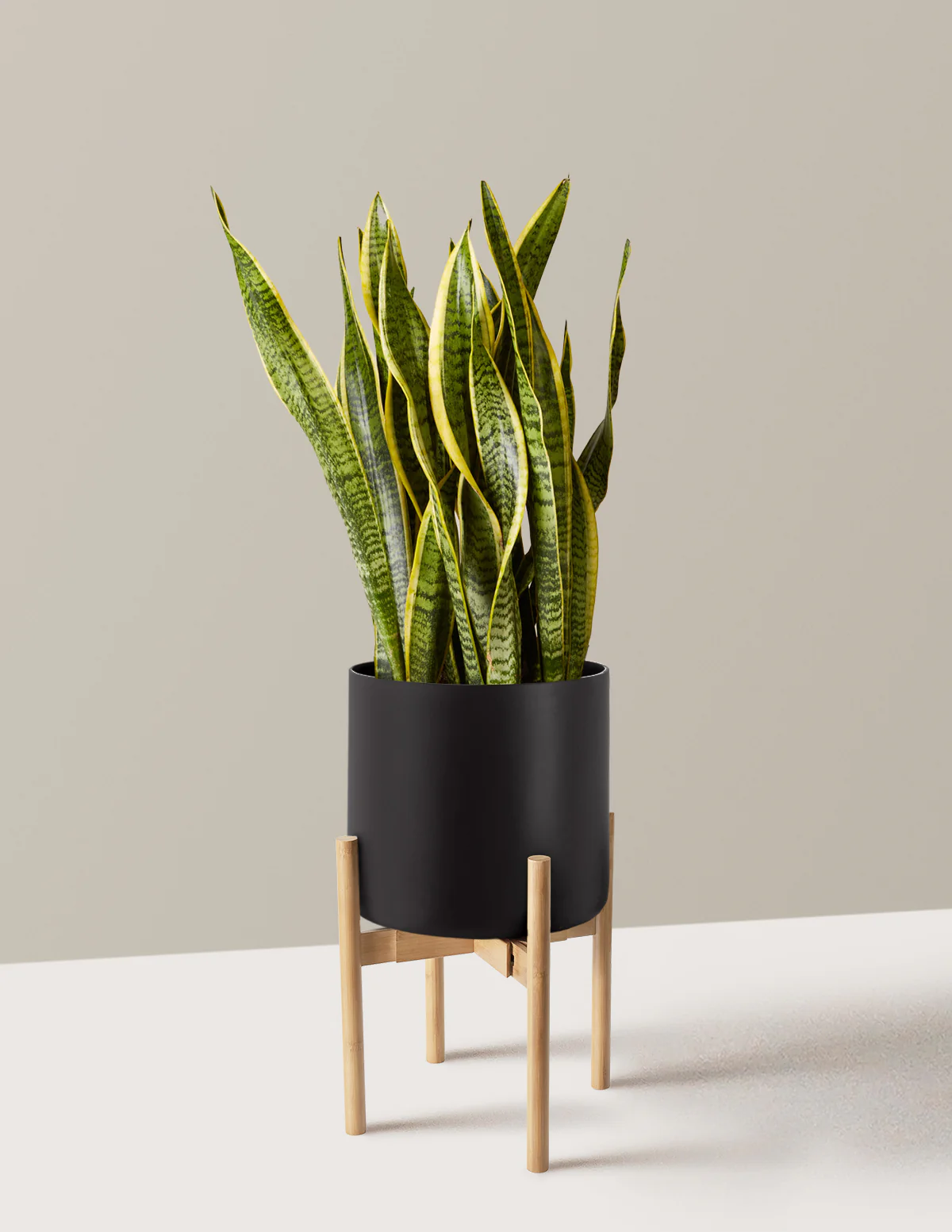 Snake Plant Laurentii - Image 65