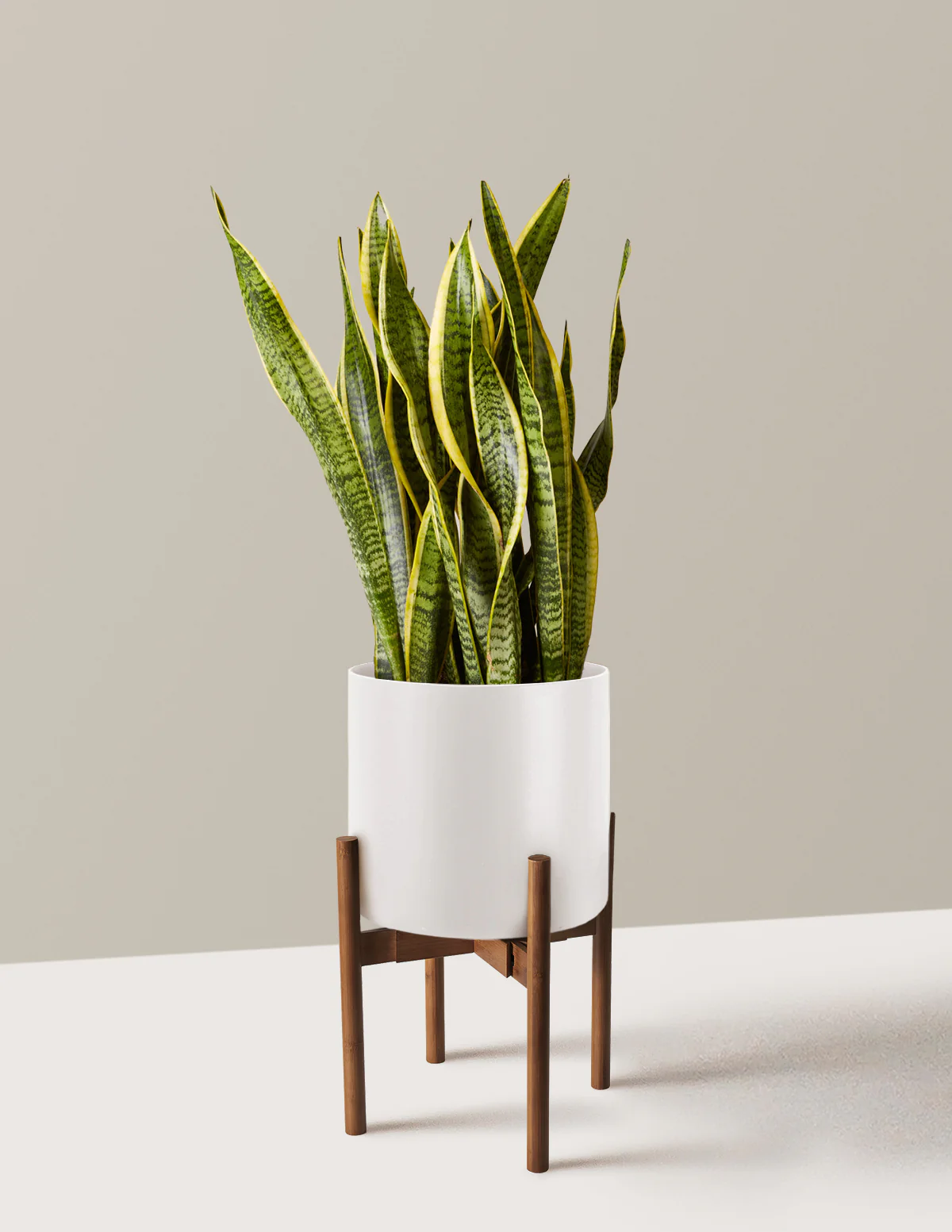 Snake Plant Laurentii - Image 66