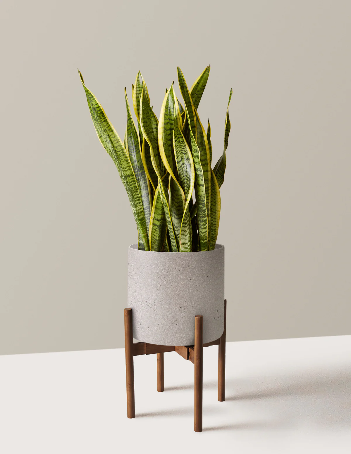 Snake Plant Laurentii - Image 67