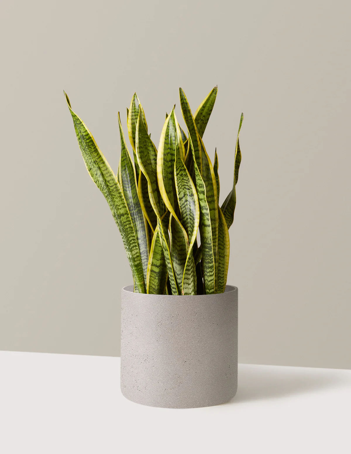 Snake Plant Laurentii - Image 68