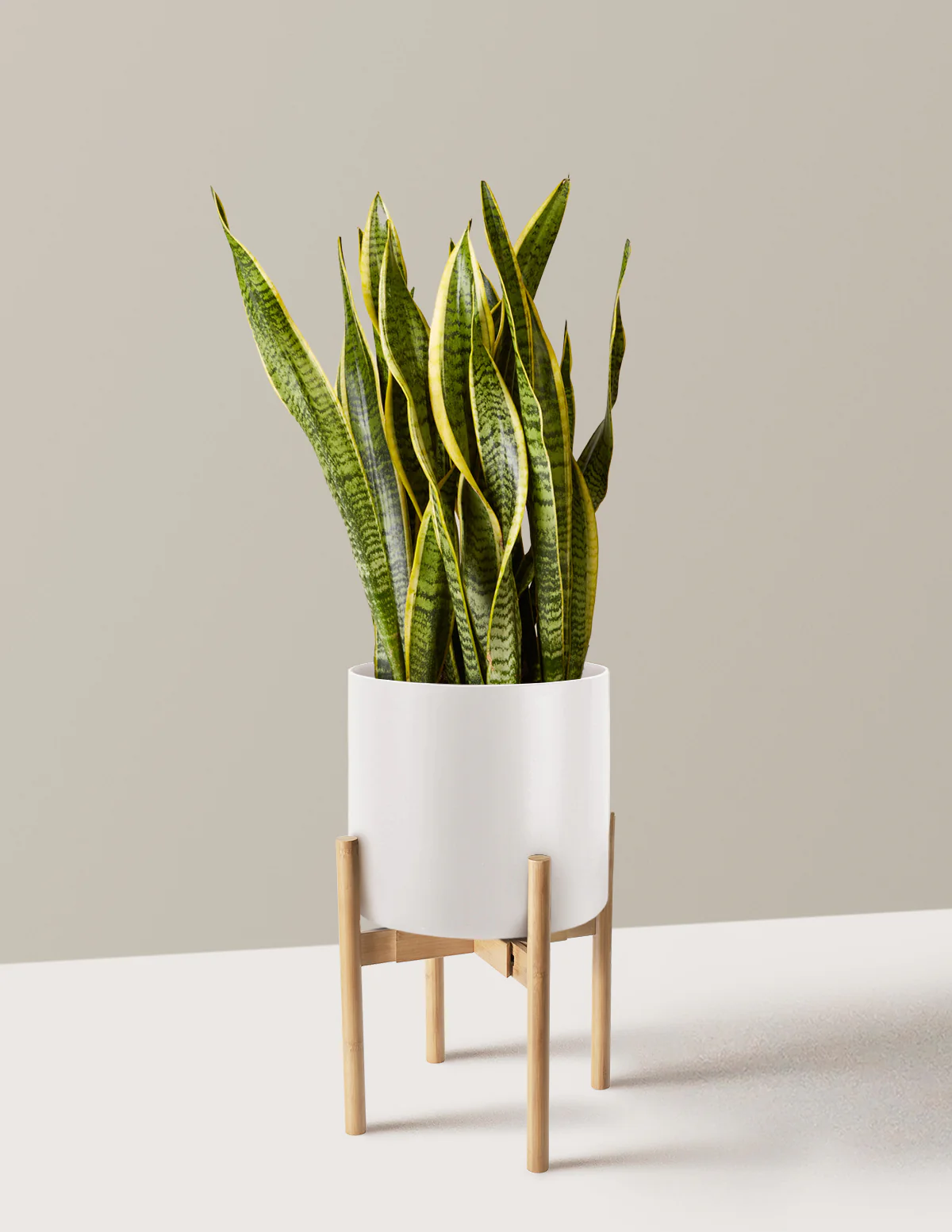 Snake Plant Laurentii - Image 69