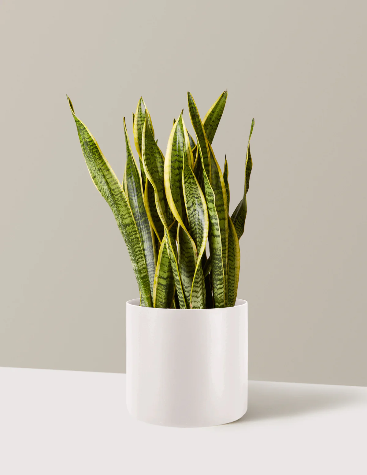Snake Plant Laurentii - Image 70
