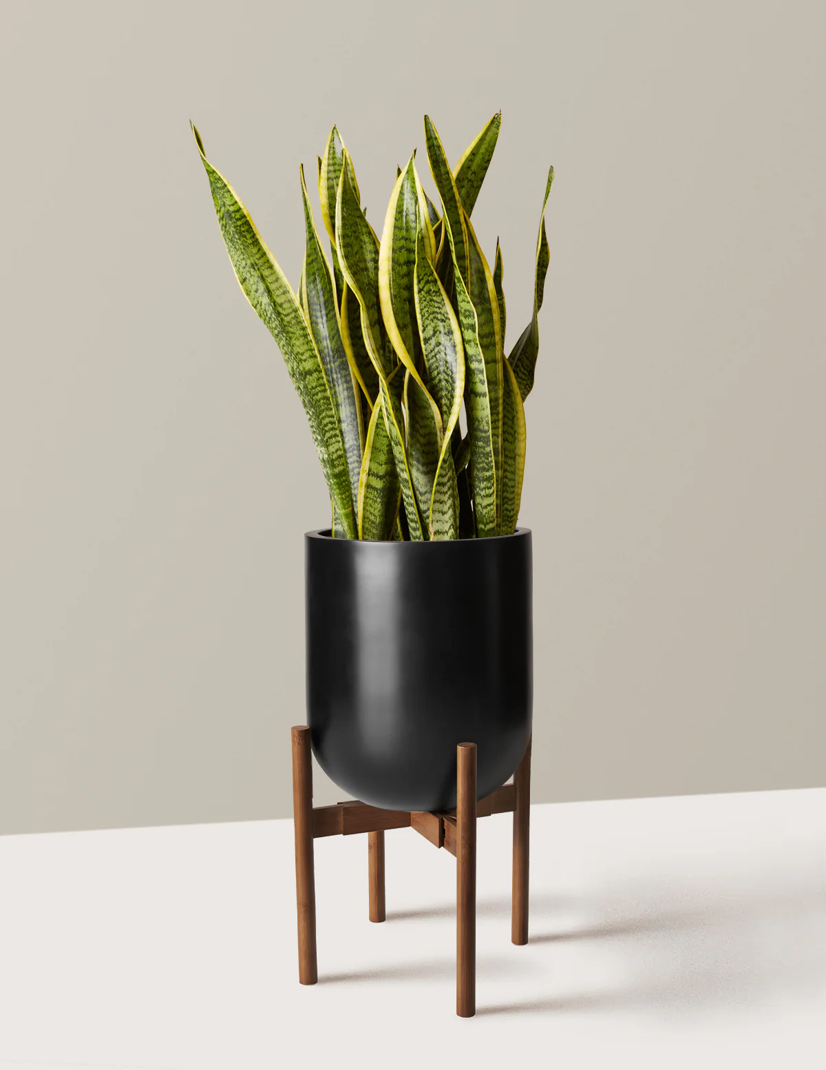 Snake Plant Laurentii - Image 71